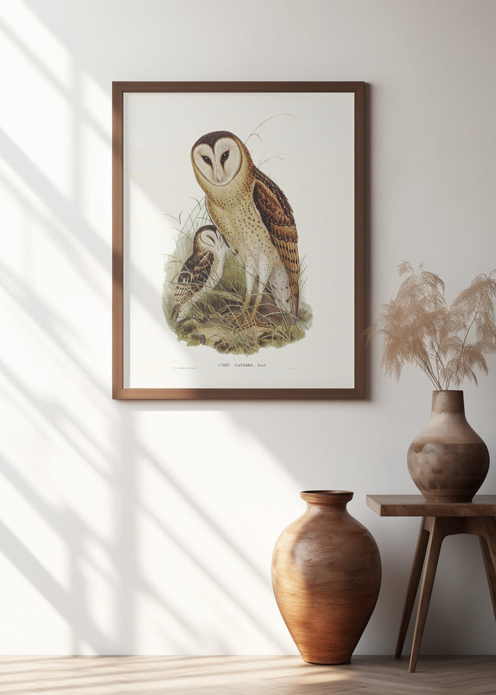 Grass Owl Poster