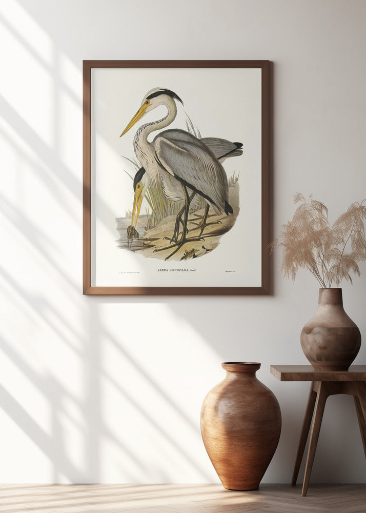 Great Grey Heron Poster