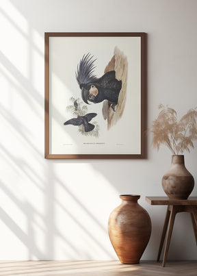 Great Palm Cockatoo Poster