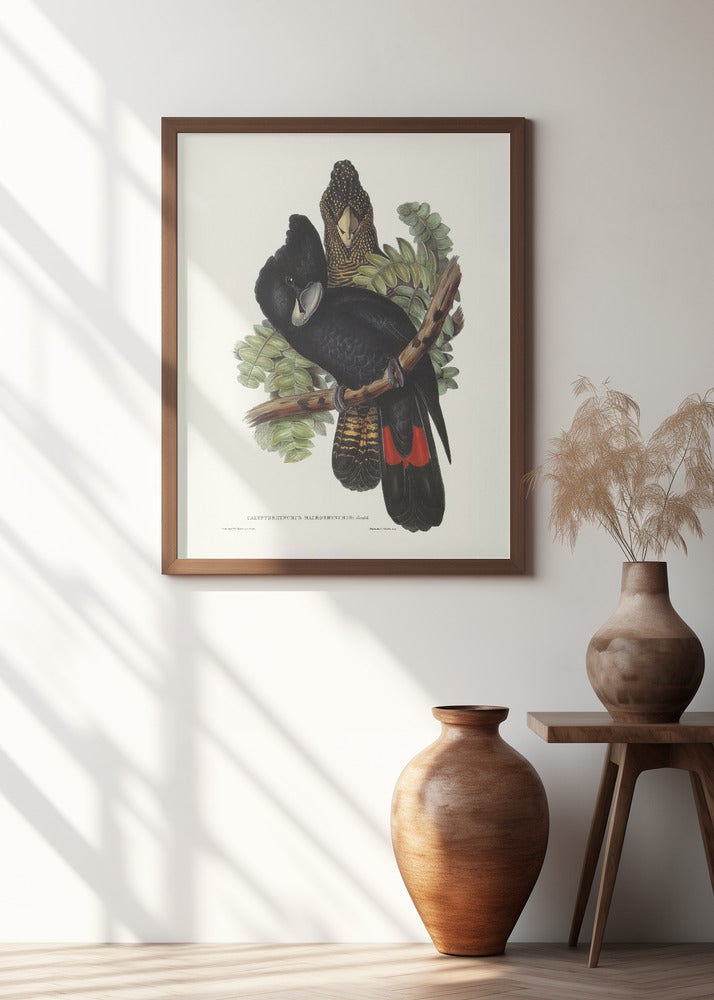 Great Billed Black Cockatoo Poster