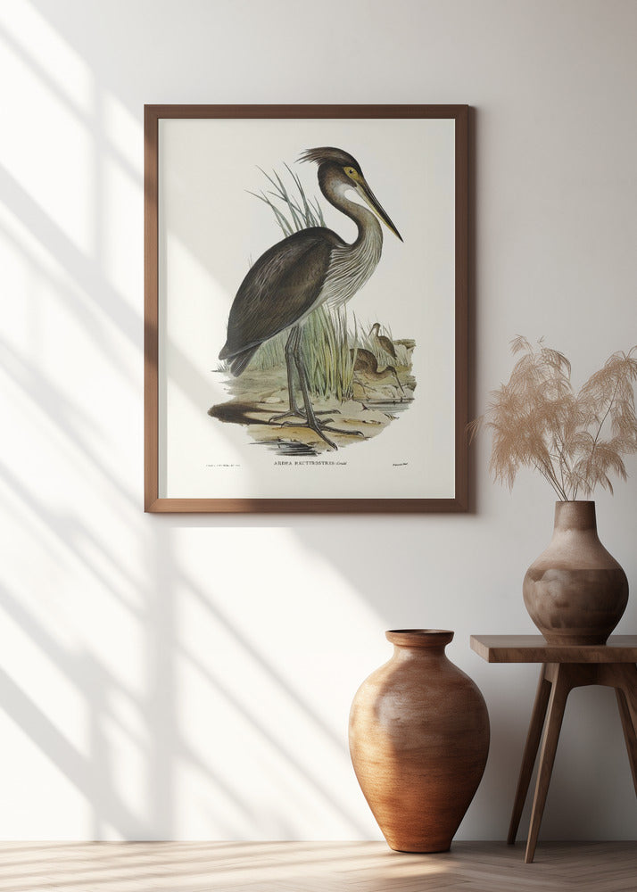 Great Billed Heron Poster