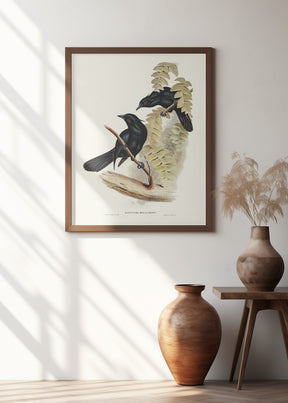 Keraudren&#039;s Crow Shrike Poster