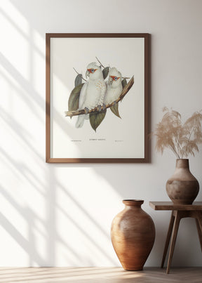 Long Billed Cockatoo Poster