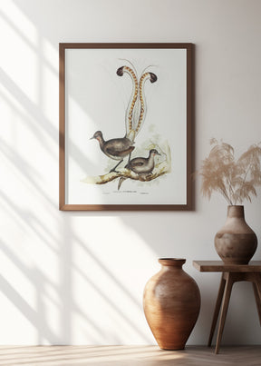 Lyre Bird Poster