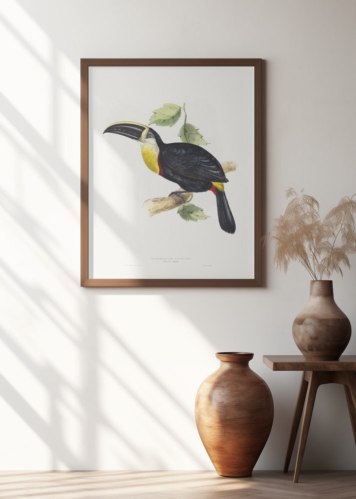 Osculant Toucan Poster