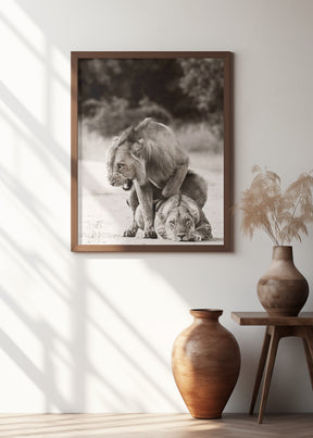 Lion Love Poster