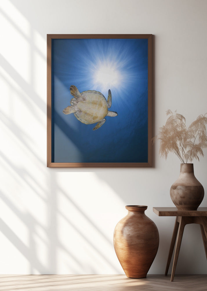 Green turtle Poster