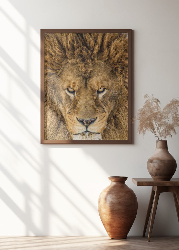 Serious Lion Poster