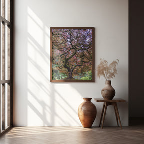 Japanese Maple Tree Poster