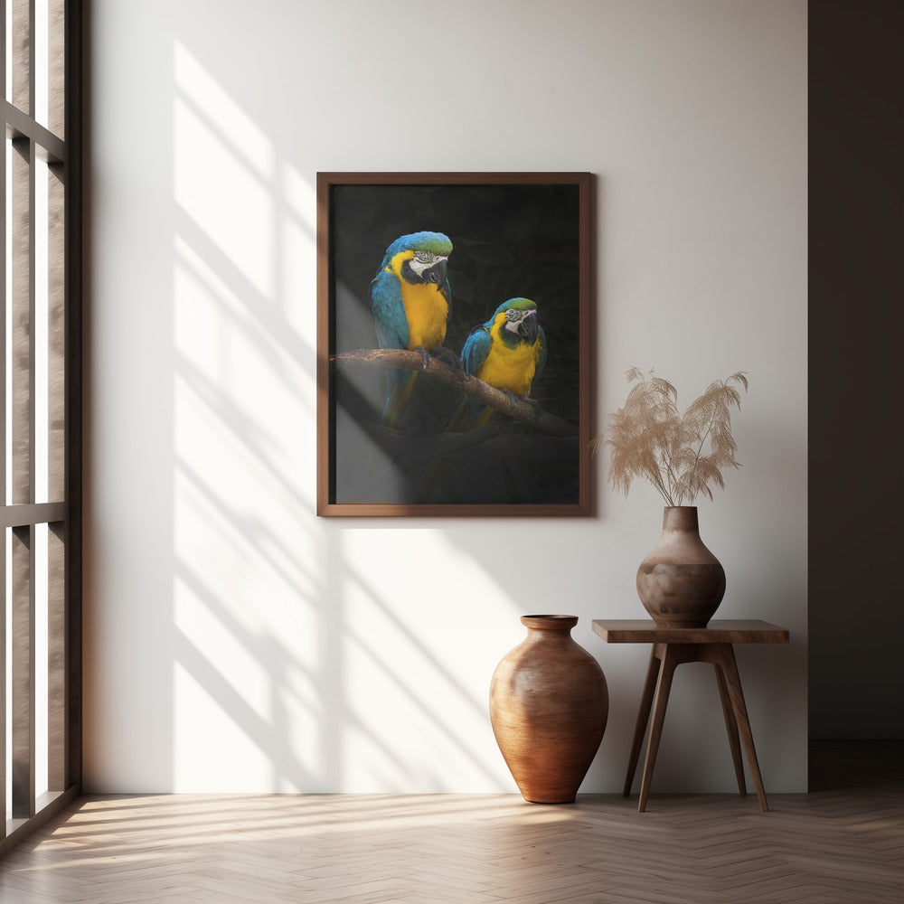 Macaw Parrots Poster