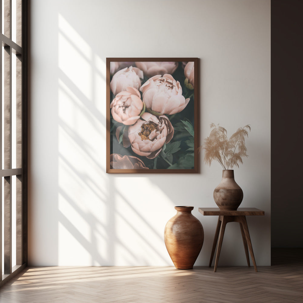 Coral Peonies Poster