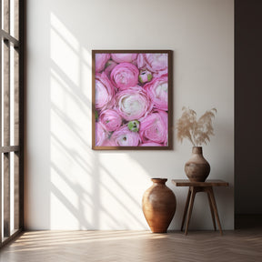 Pink ranunculus Poster