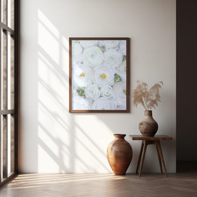 Pure white ranunculus Poster