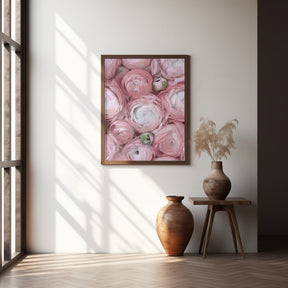 Subdued blush ranunculus Poster