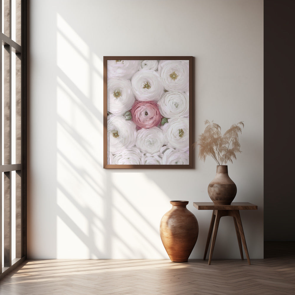 Singular ranunculus in blush Poster