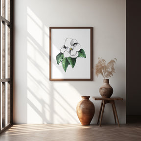 White magnolia Poster