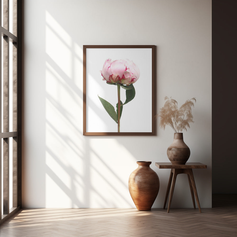 Pink peony II Poster