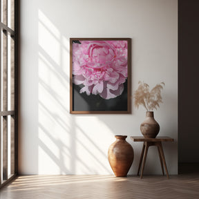 Pink peony V Poster