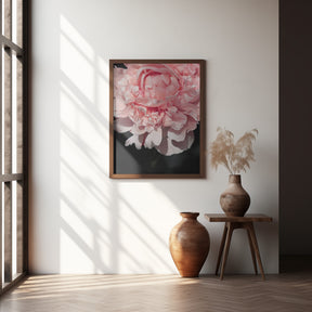 Blush peony V Poster