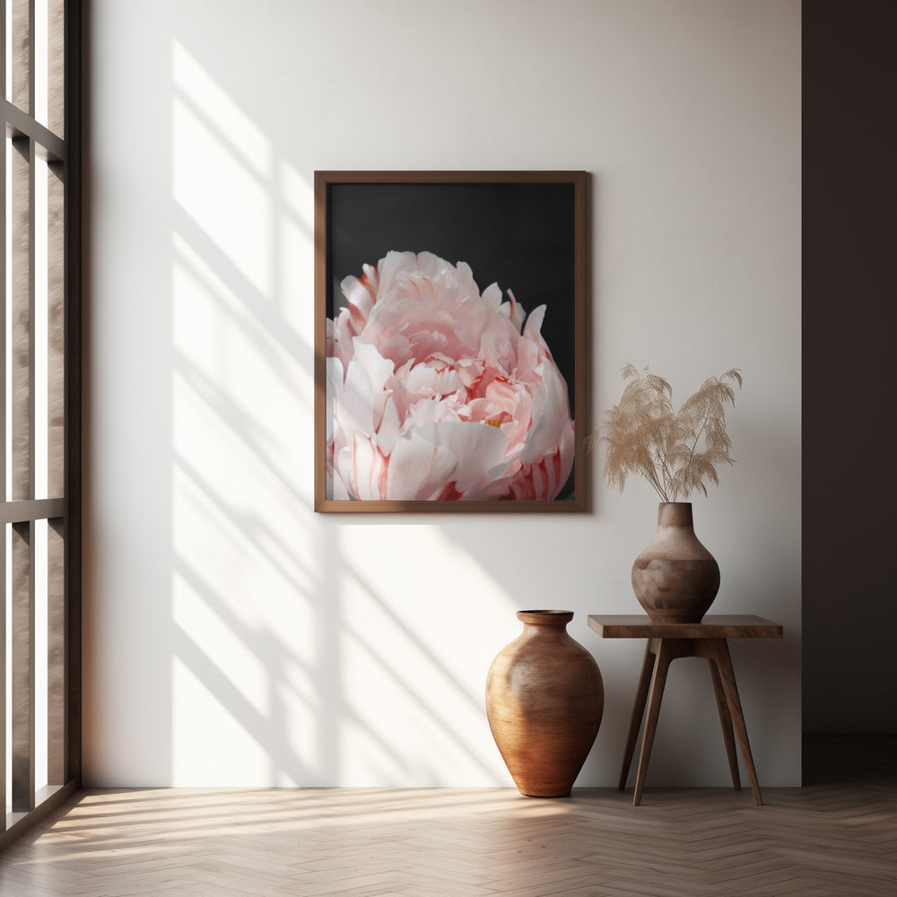 Blush peony VIII Poster