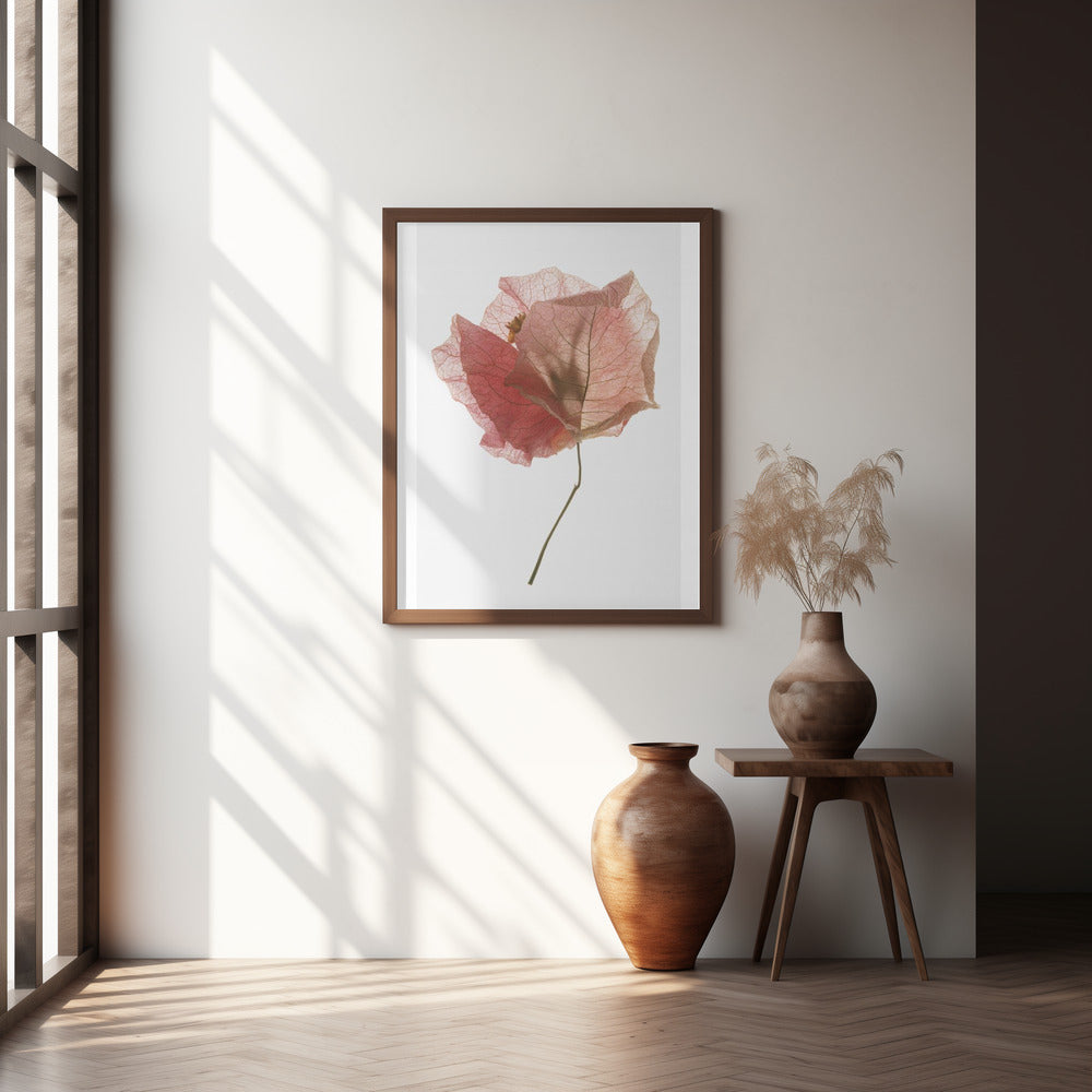 Bougainvillea Study No2 Poster