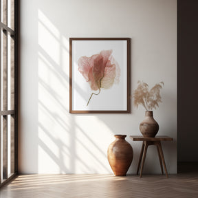 Bougainvillea Study No4 Poster