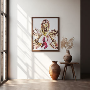 Coral Orchid Poster