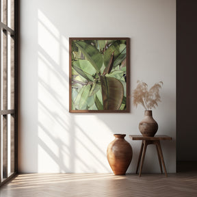 Ficus Elastica Poster