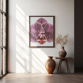 Leopard Orchid Poster