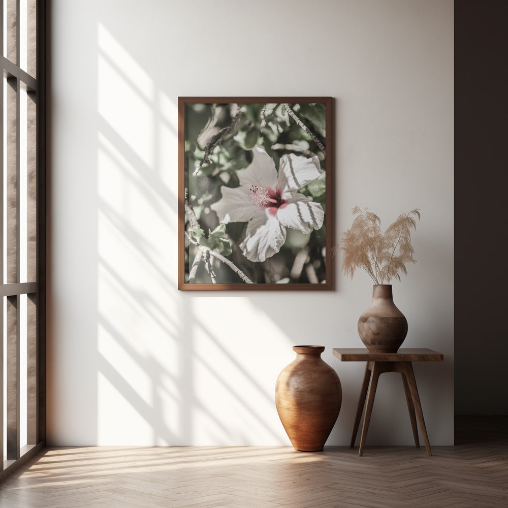 Pale Pink Hibiscus Poster