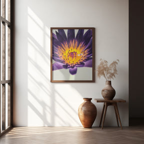 Water Lilly Poster