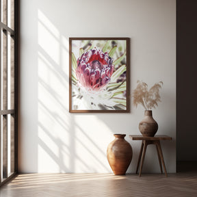 Wild Protea Poster