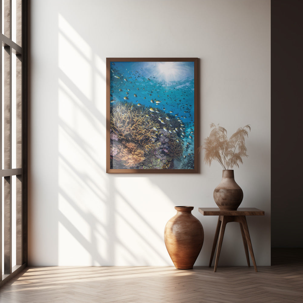 The damselfish against the light Poster