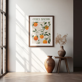 Citrus Sinensis - Orange Poster