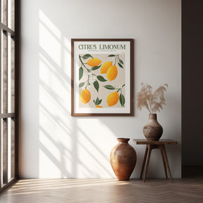 Citrus Limonum - Lemon Poster