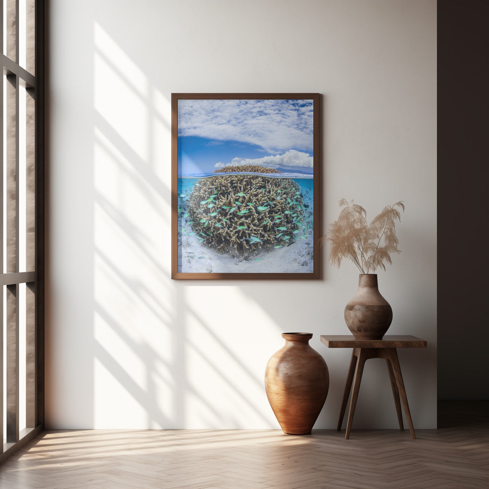 Coral Ball from Mayotte Poster