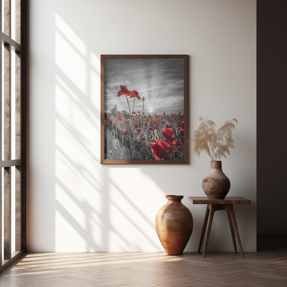 Poppies in sunset | colorkey Poster