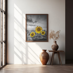 Yellow pop sunflowers Poster