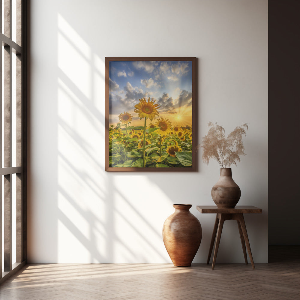 Sunflower field at sunset Poster