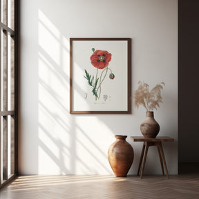 Common Poppy (papaver Rhoeas) Medical Botany Poster