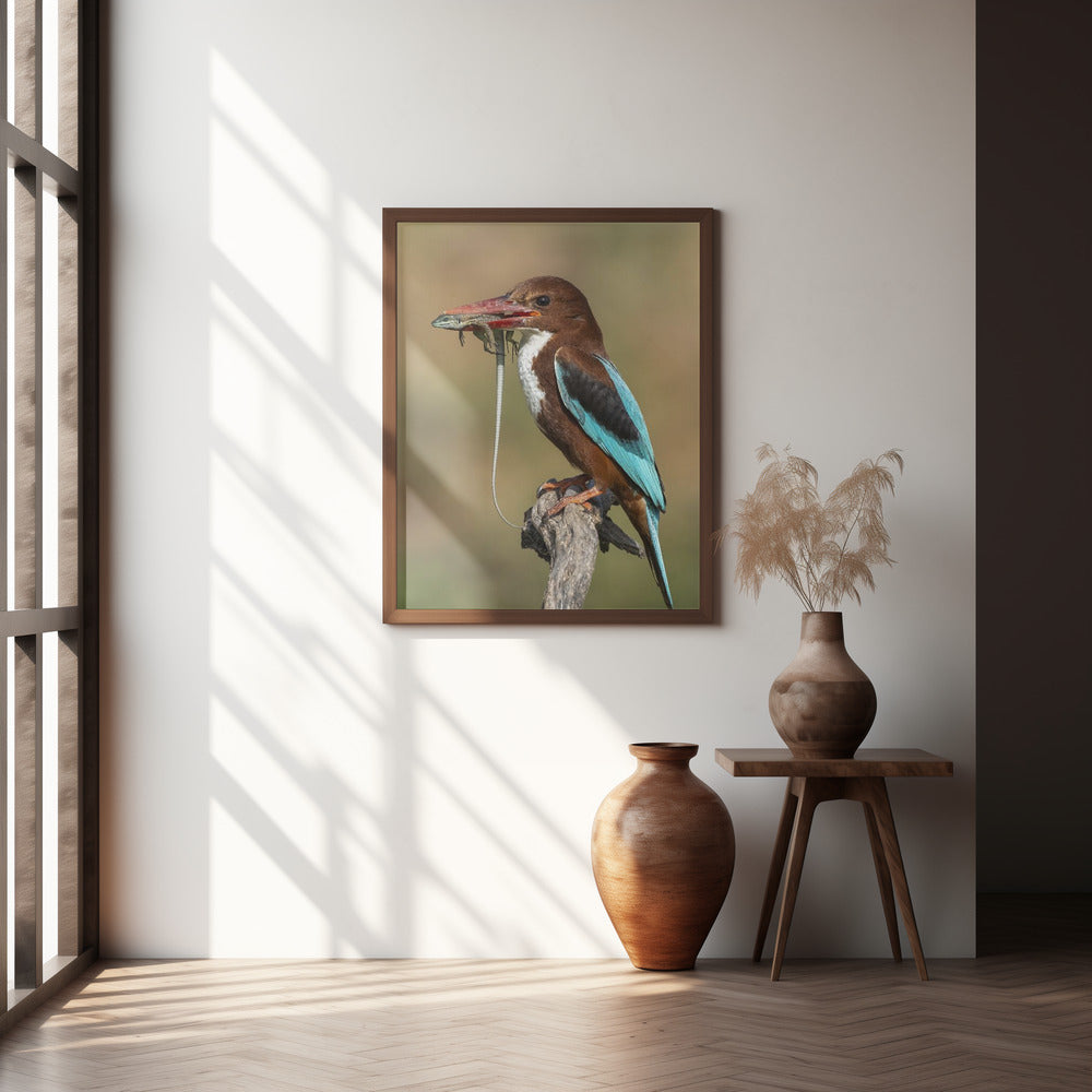 White-throated kingfisher AZ Poster