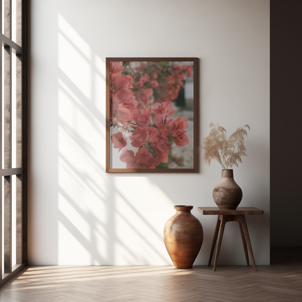 Pink Bougainvilleas Poster