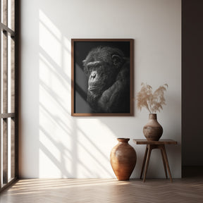 Chimpanzee Poster