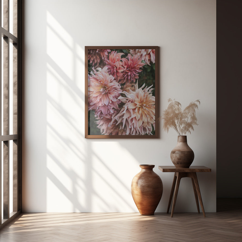 Pink Dhalias Poster