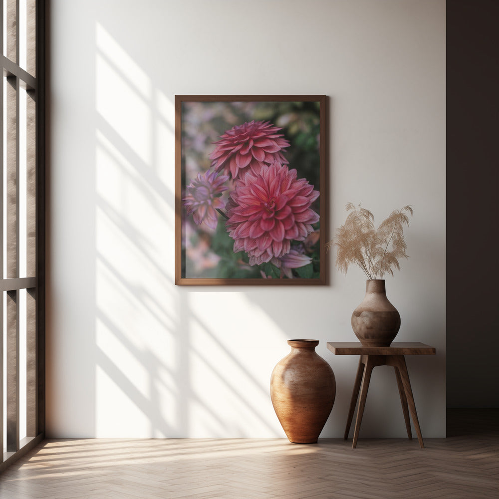 Dark Pink Dhalias Poster