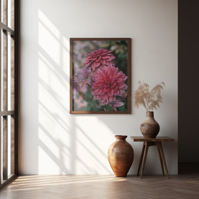 Dark Pink Dhalias Poster