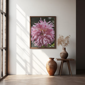 Light Pink Dhalia Poster