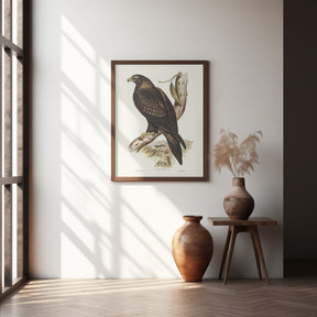 Wedge Tailed Eagle Poster