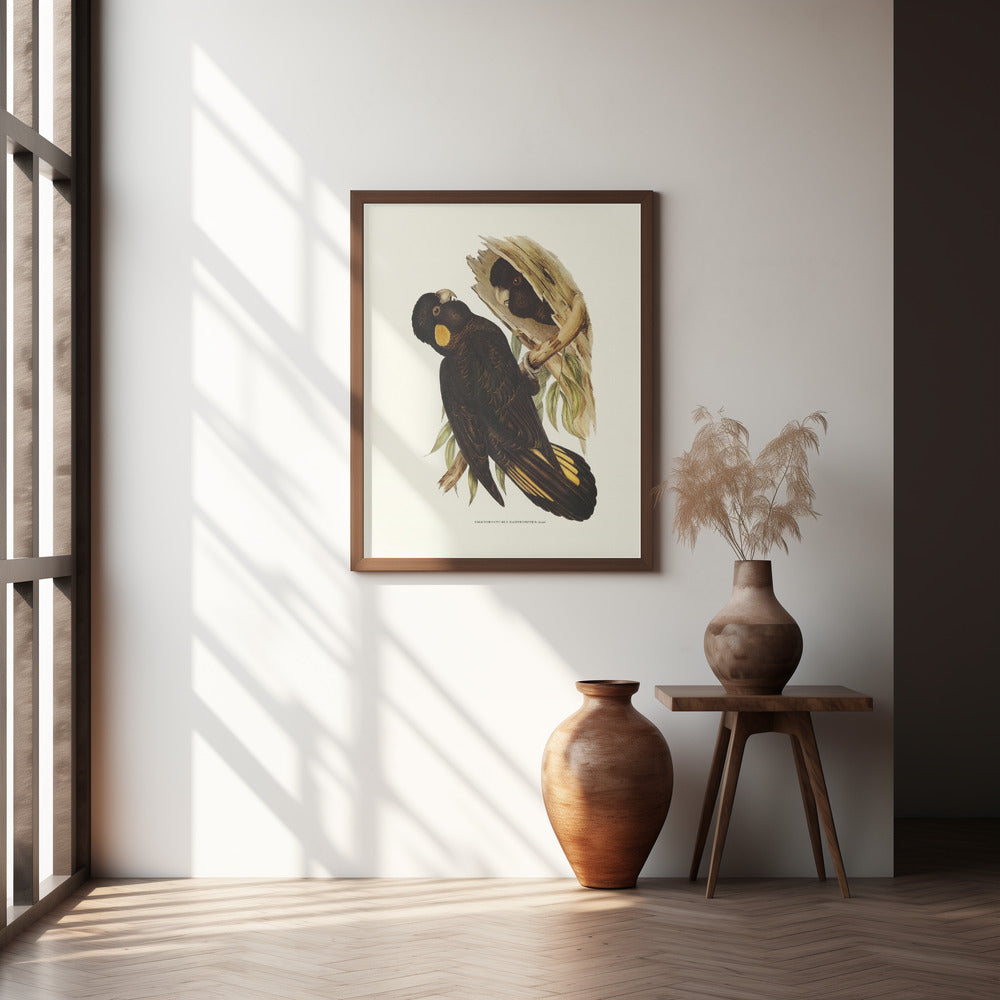 Yellow Eared Black Cockatoo Poster