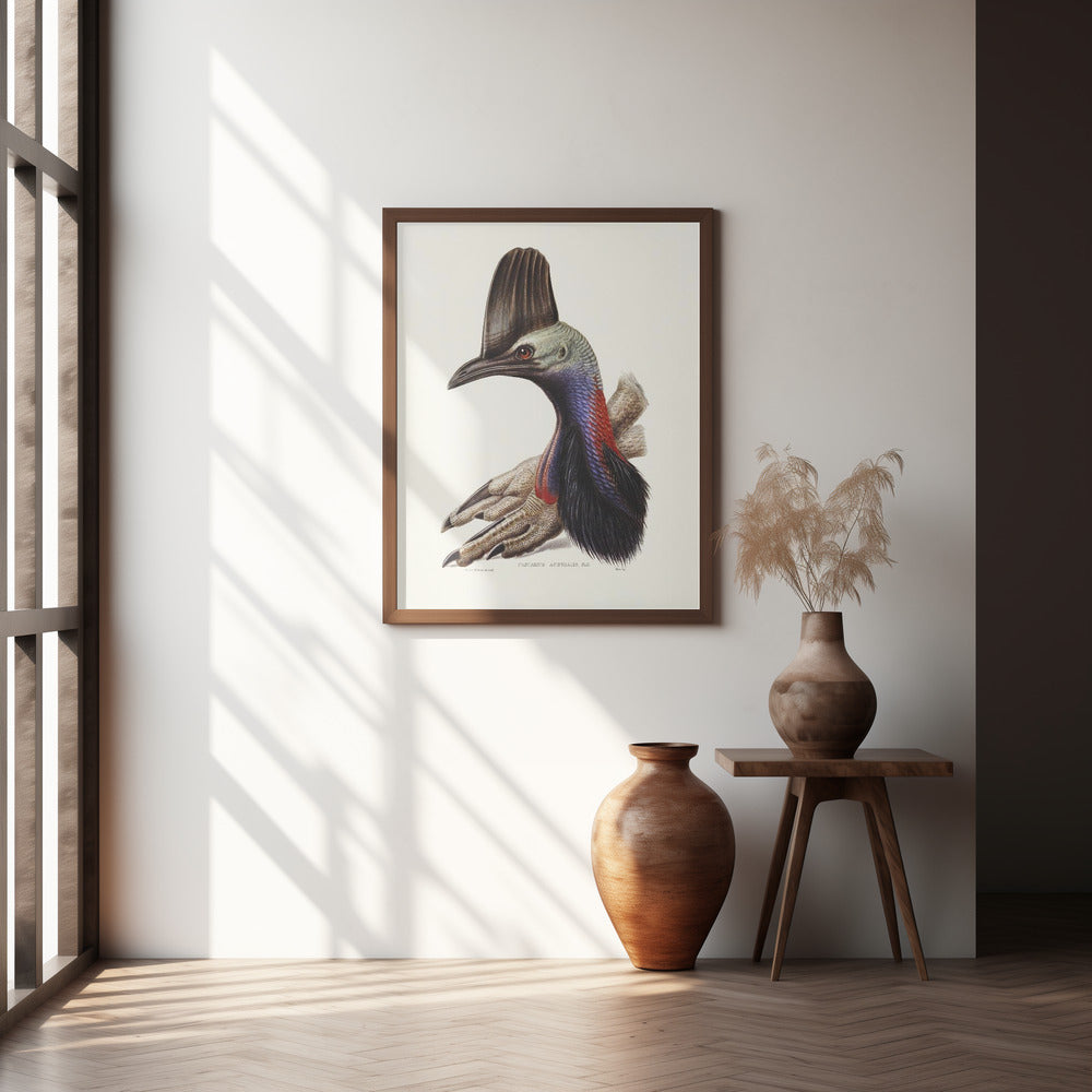 Australian Cassowary Poster